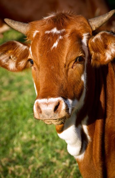 cow-calf-cattle-stock-51311.jpg