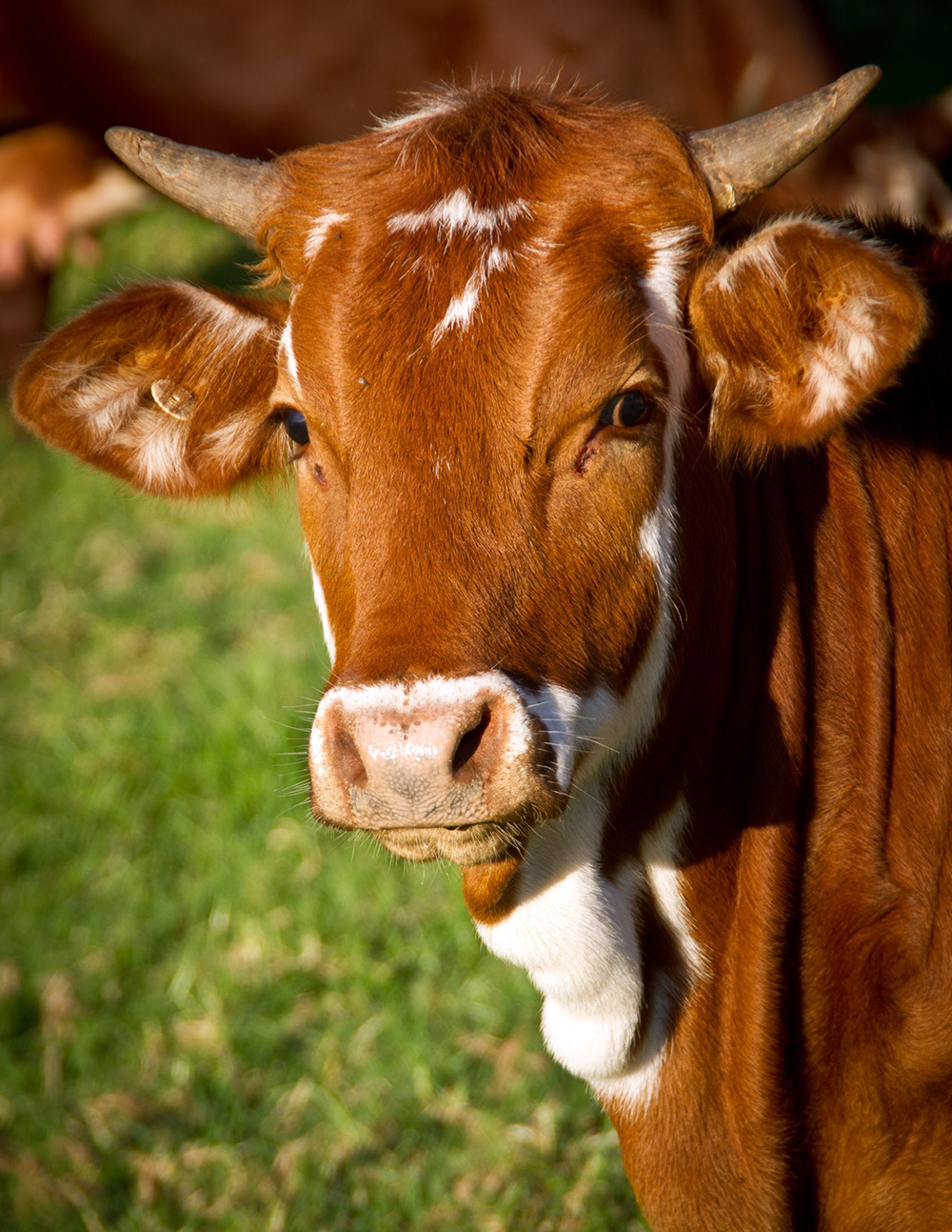 cow-calf-cattle-stock-51311.jpg